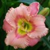 Hemerocallis Elegant Candy